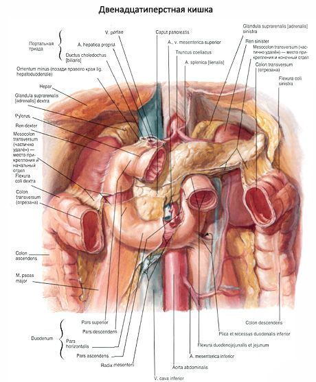 Duodenum (12 usus kecil)