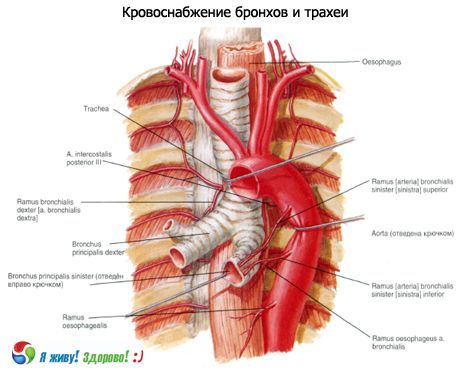 Bronki