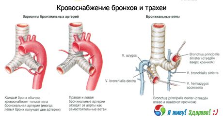 Bronki