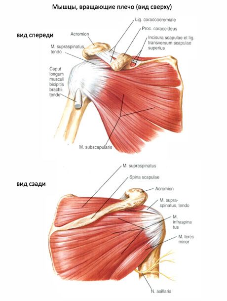 Otot subscapularis