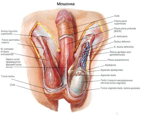 Terusan inguinal