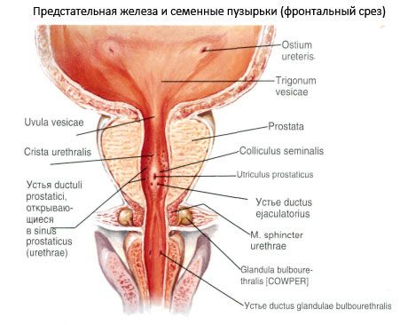 Kelenjar prostat (prostat)